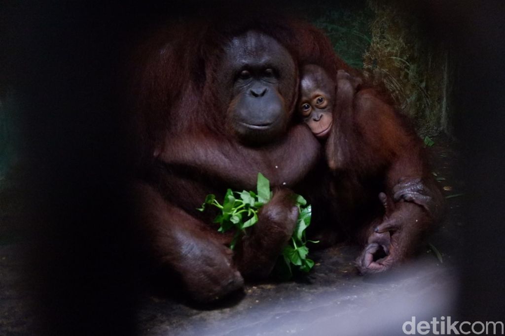 Taman rekreasi margasatwa Serulingmas Banjarnegara