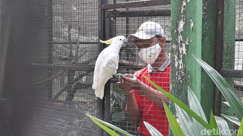 Taman Satwa Taru Jurug atau Solo Zoo Taman Satwa Taru Jurug atau Solo Zoo
