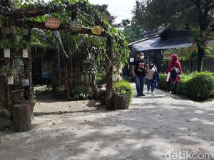 Jelang Tahun Baru, Jurug Solo Zoo Pamerkan Owa Ungko