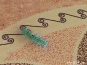 Ribuan Ulat Hijau Teror Warga Desa di Pasuruan