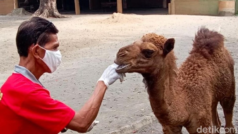 Unta Dovir Olan di Solo Zoo Unta Dovir Olan di Solo Zoo
