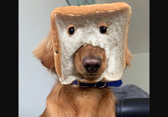 anjing Anjing Lucu Pakai Topeng Roti Tawar