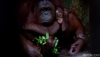 Direktur TRMS Banjarnegara Lulut Yekti Adi mengatakan hingga saat ini kebun binatang yang ia kelola masih tutup. Kondisi ini dimanfaatkan untuk menyiapkan wacana pemberlakukan new normal.