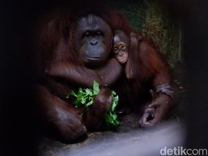 New Normal, Bonbin Banjarnegara Beri Jalur Khusus Wisatawan