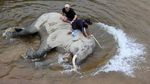 Serunya Main Air Sambil Memandikan Gajah di Aceh