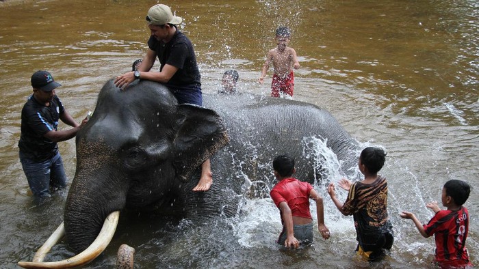 MEMANDIKAN GAJAH JINAK Pawang gajah (mahout) Balai Konservasi Sumber Daya Alam (BKSDA) Aceh memandikan gajah jinak di kawasan Conservation Response Unit (CRU) Desa Naca, Trumon Tengah, Aceh Selatan, Aceh, Jumat (19/6/2020). BKSDA Aceh memiliki 32 ekor gajah jinak yang ditempatkan di Pusat Latihan Gajah (PLG) dan CRU untuk menangani konflik satwa serta untuk melakukan penggiringan gajah liar yang memasuki permukiman penduduk. ANTARA FOTO/Syifa Yulinnas/wsj.