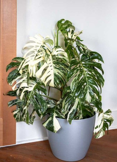Monstera monstera
