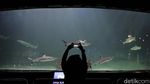 Sea World Ancol Sudah Buka Nih Gaes