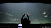 Sebelumnya, wahana kehidupan bawah laut ini ditutup untuk mencegah penyebaran virus Corona yang merebak.