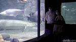 Sea World Ancol Sudah Buka Nih Gaes
