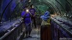 Sea World Ancol Sudah Buka Nih Gaes