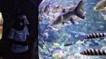 Sea World Ancol Sudah Buka Nih Gaes