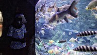Biasanya, Sea World dapat menampung hingga 1.800 pengunjung per hari. Kini hanya menerima 600 orang saja.