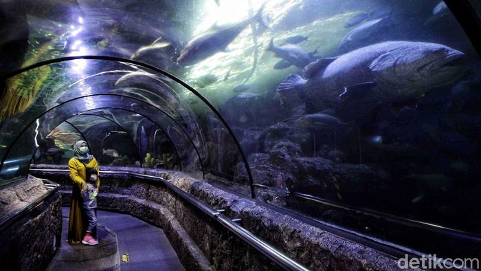 Sea World Ancol Sudah Buka Nih Gaes