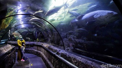 Sea World Ancol Sudah Buka Nih Gaes