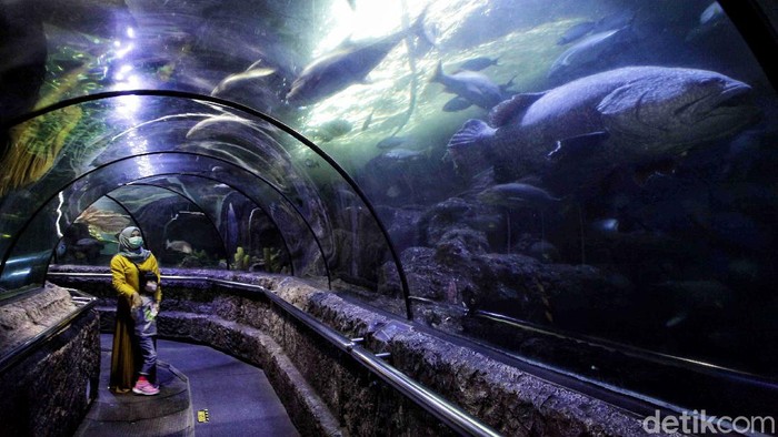 Hari ini, Sabtu (20/6/2020) wahana Sea World, Ancol kembali dibuka untuk umum. Para pengunjung langsung menikmati kehidupan bawah laut yang memukau.
