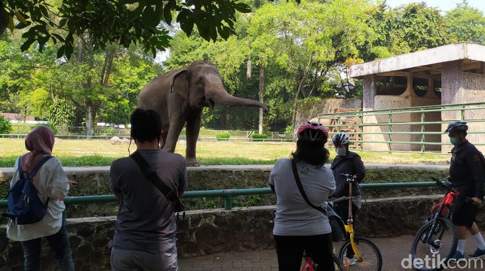Suasana Taman Margasatwa Ragunan dikunjungi warga, Sabtu (20/6/2020).