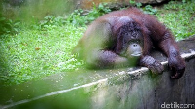 Gaes, Ragunan Sudah Buka Lho