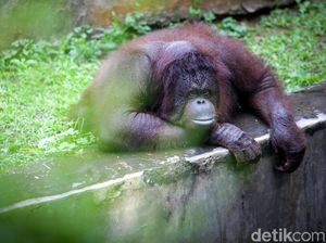 Gaes, Ragunan Sudah Buka Lho