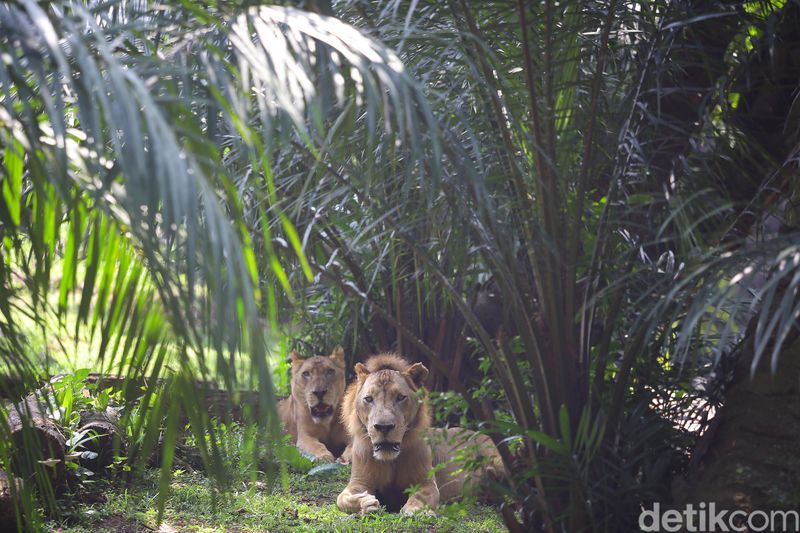 Taman Margsatwa Ragunan (TMR) kembali dibuka di masa PSBB transisi. Meski tidak seramai sebelum pandemi Corona, warga mulai berdatangan ke lokasi.