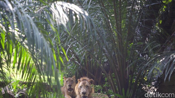 Dua ekor singa terlihat beraktivitas di dalam kandang.