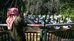 Gaes, Ragunan Sudah Buka Lho