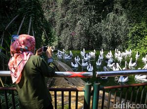 Ragunan Tak Persiapkan Layanan Khusus Jelang Long Weekend