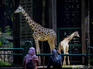 Gaji Dokter Hewan Cuma Rp 6 Juta per Bulan, DPRD DKI Prihatin