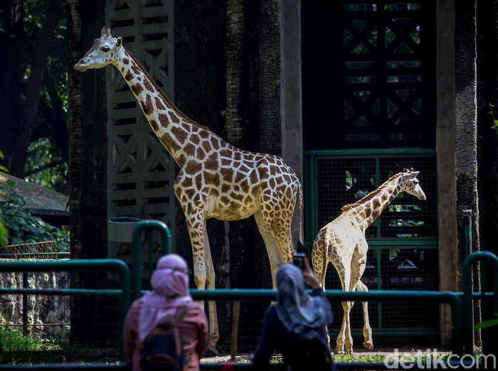 Taman Margsatwa Ragunan (TMR) kembali dibuka di masa PSBB transisi. Meski tidak seramai sebelum pandemi Corona, warga mulai berdatangan ke lokasi.