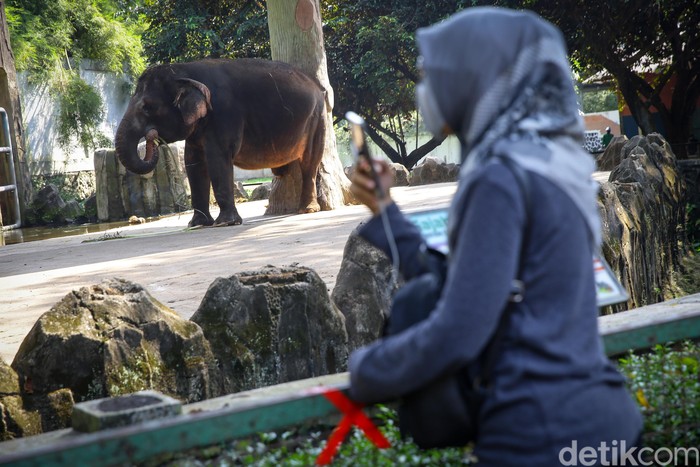Taman Margsatwa Ragunan (TMR) kembali dibuka di masa PSBB transisi. Meski tidak seramai sebelum pandemi Corona, warga mulai berdatangan ke lokasi.