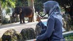 Gaes, Ragunan Sudah Buka Lho