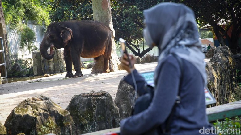 Terkini! Begini Suasana Ragunan di Hari Pertama Buka Taman Margsatwa Ragunan (TMR) kembali dibuka di masa PSBB transisi. Meski tidak seramai sebelum pandemi Corona, warga mulai berdatangan ke lokasi.