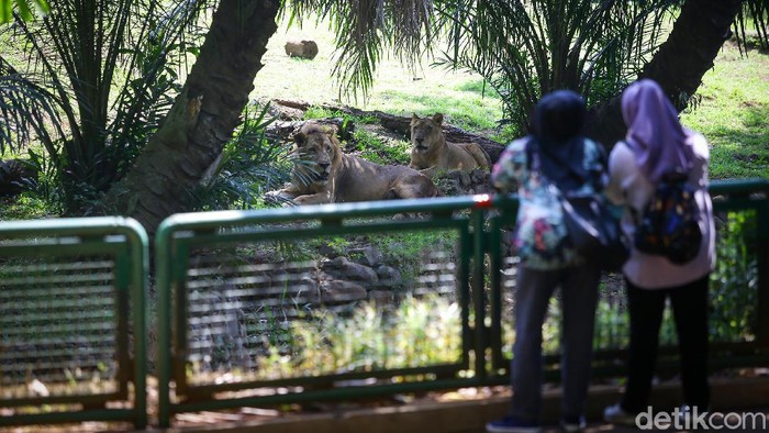 Terkini! Begini Suasana Ragunan di Hari Pertama Buka Taman Margsatwa Ragunan (TMR) kembali dibuka di masa PSBB transisi. Meski tidak seramai sebelum pandemi Corona, warga mulai berdatangan ke lokasi.