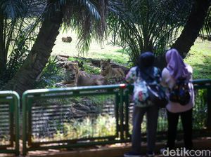 Tak Ada Kenaikan Pengunjung di Ragunan-Ancol Saat Long Weekend Idul Adha