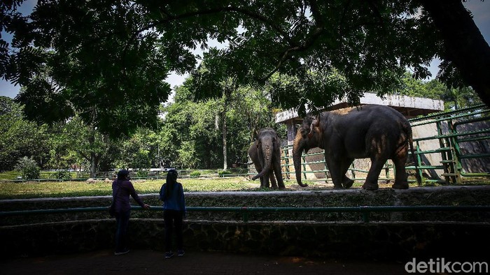 Taman Margsatwa Ragunan (TMR) kembali dibuka di masa PSBB transisi. Meski tidak seramai sebelum pandemi Corona, warga mulai berdatangan ke lokasi.