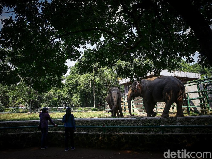 Taman Margsatwa Ragunan (TMR) kembali dibuka di masa PSBB transisi. Meski tidak seramai sebelum pandemi Corona, warga mulai berdatangan ke lokasi.