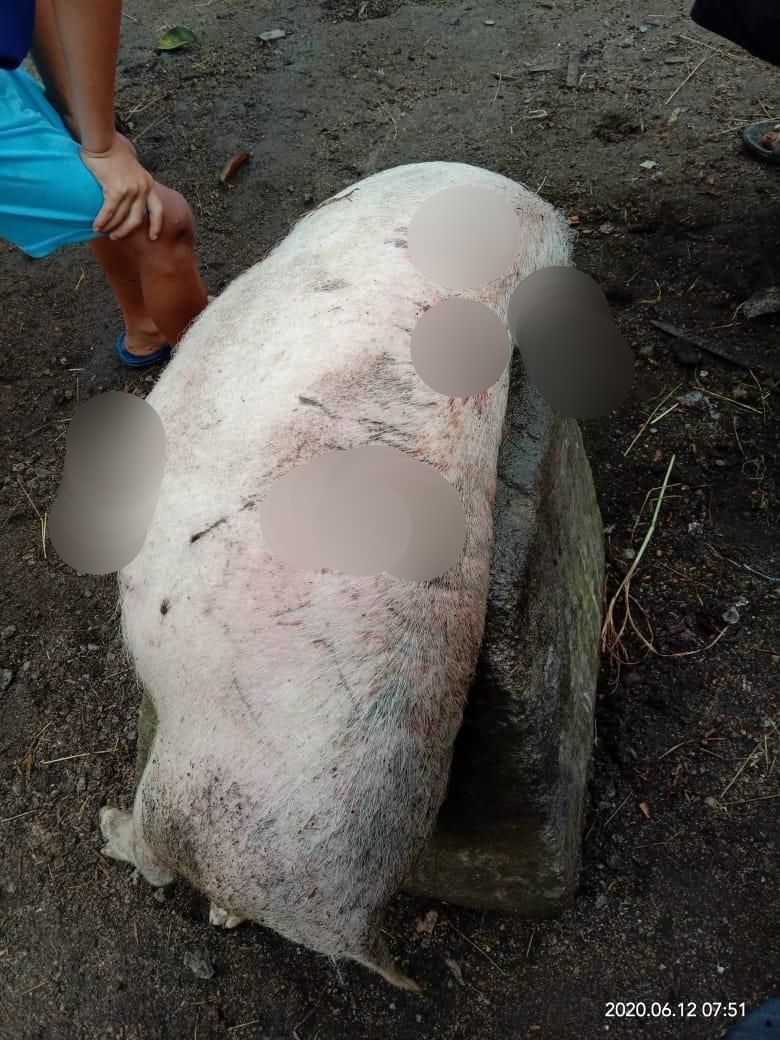 Hewan ternak di Taput mati misterius (dok. Istimewa)