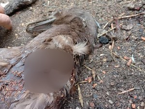 Akhir Misteri Pengisap Darah Ternak Dikira Homang, Ternyata Musang