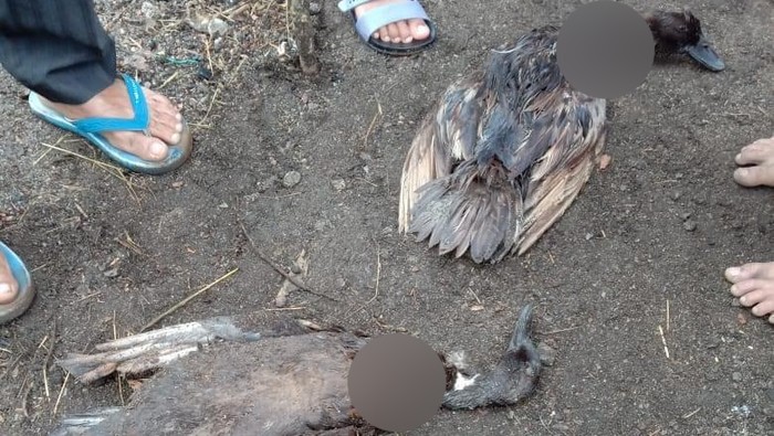 Hewan ternak di Taput mati misterius (dok. Istimewa)