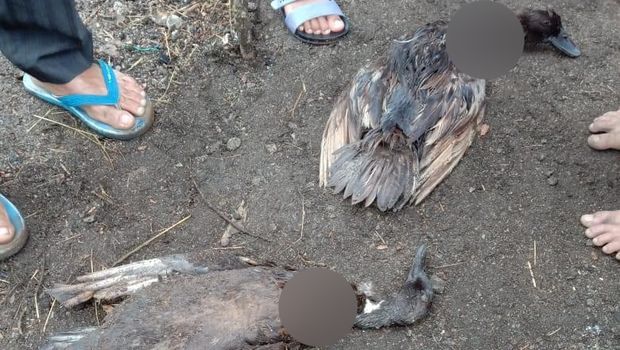 Hewan ternak di Taput mati misterius (dok. Istimewa)