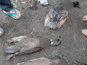 Misteri Homang Dikaitkan Pengisap Darah Ternak di Tapanuli Utara