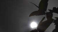 Penampakan gerhana matahari sebagian di langit kawasan Cyprus, Minggu (21/6/2020). AP Photo/Petros Karadjias.  