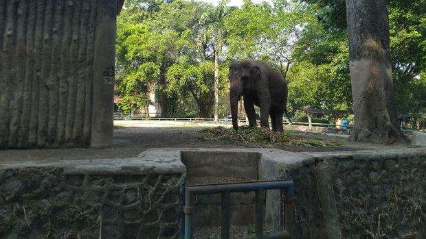 Ragunan kembali dibuka