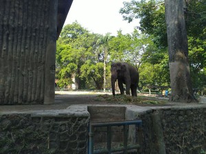 Ragunan Sempat Tutup 3 Bulan, Pengelola Pastikan Semua Satwa Sehat