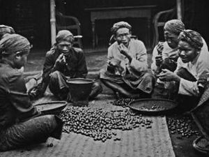 Rahasia Bikin Nasi Goreng Enak hingga Kebun Kopi Pertama di Indonesia
