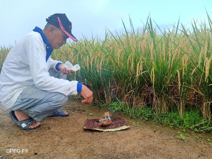 Tradisi sambut panen suku Lembak di Bengkulu (Hery Supandi-detikcom)