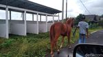 Foto: Dulu Venue PON, Kini Arena Pacuan Kuda Pangandaran Bikin Miris