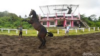 Atraksi kuda pacu yang perkasa ini pun jadi tontonan tersendiri bagi wisatawan yang liburan ke Pantai Madasari. (Faizal Amiruddin/detikcom)