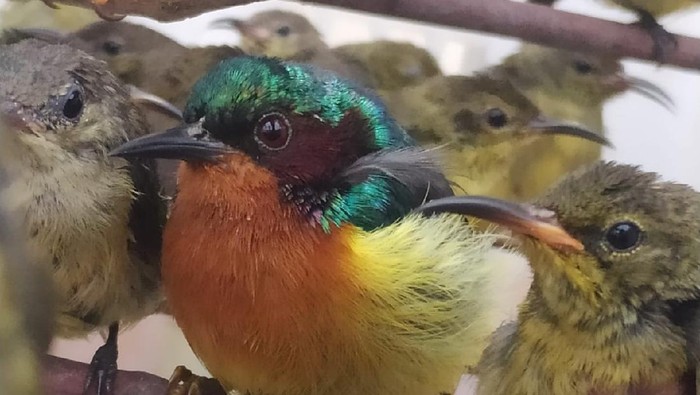 Burung-burung yang dilepasliarkan (Dok. Istimewa)