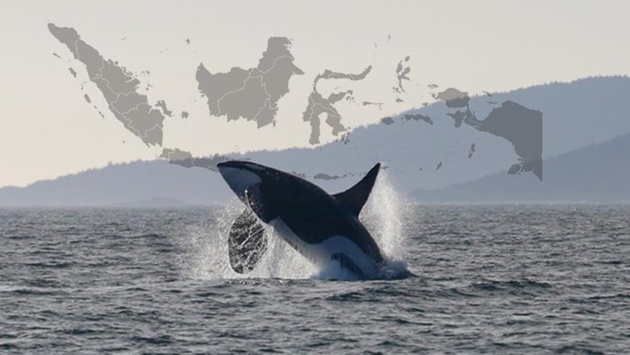 Penampakan Orca di Indonesia